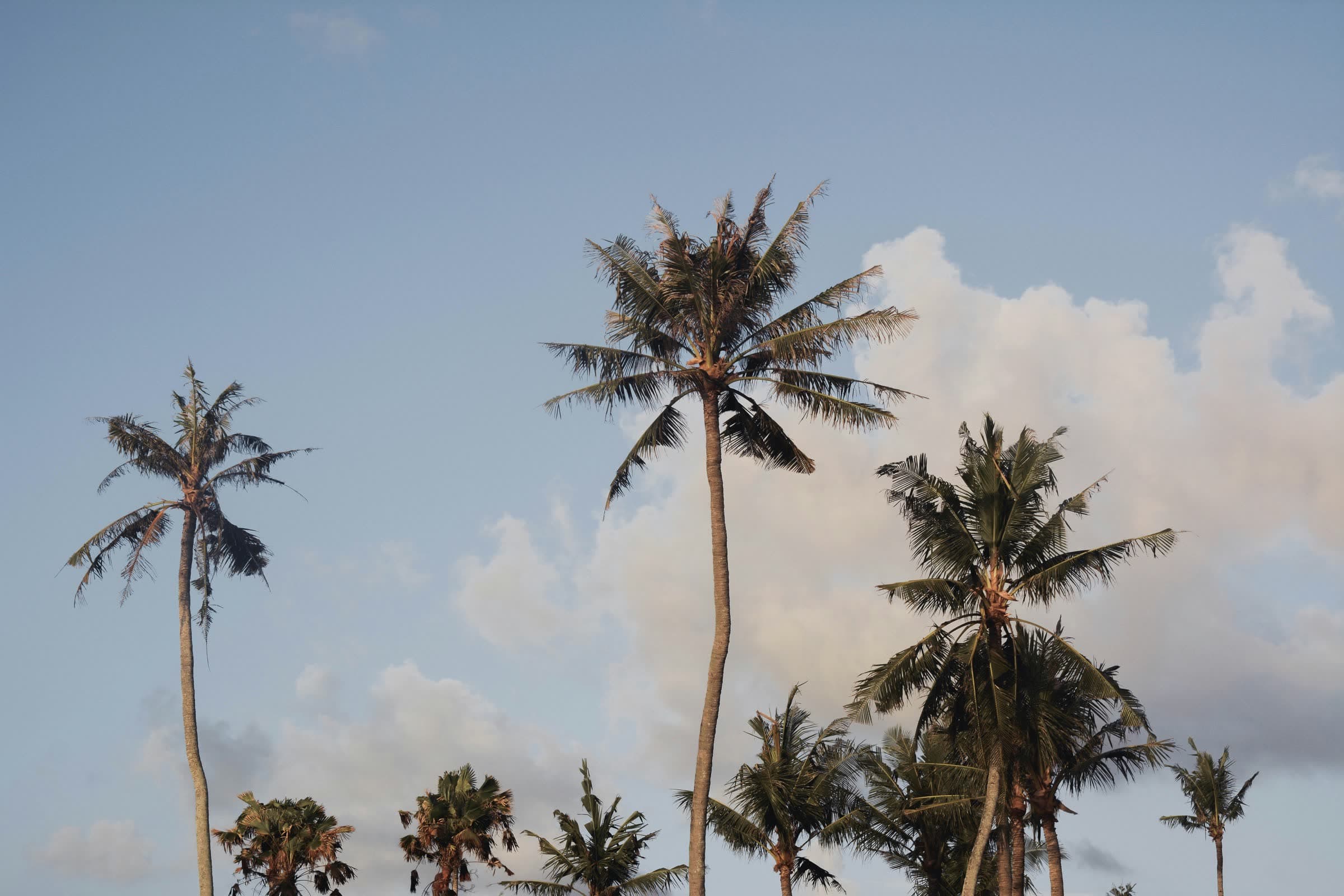 Coconut palms against a blue sky and soft clouds
